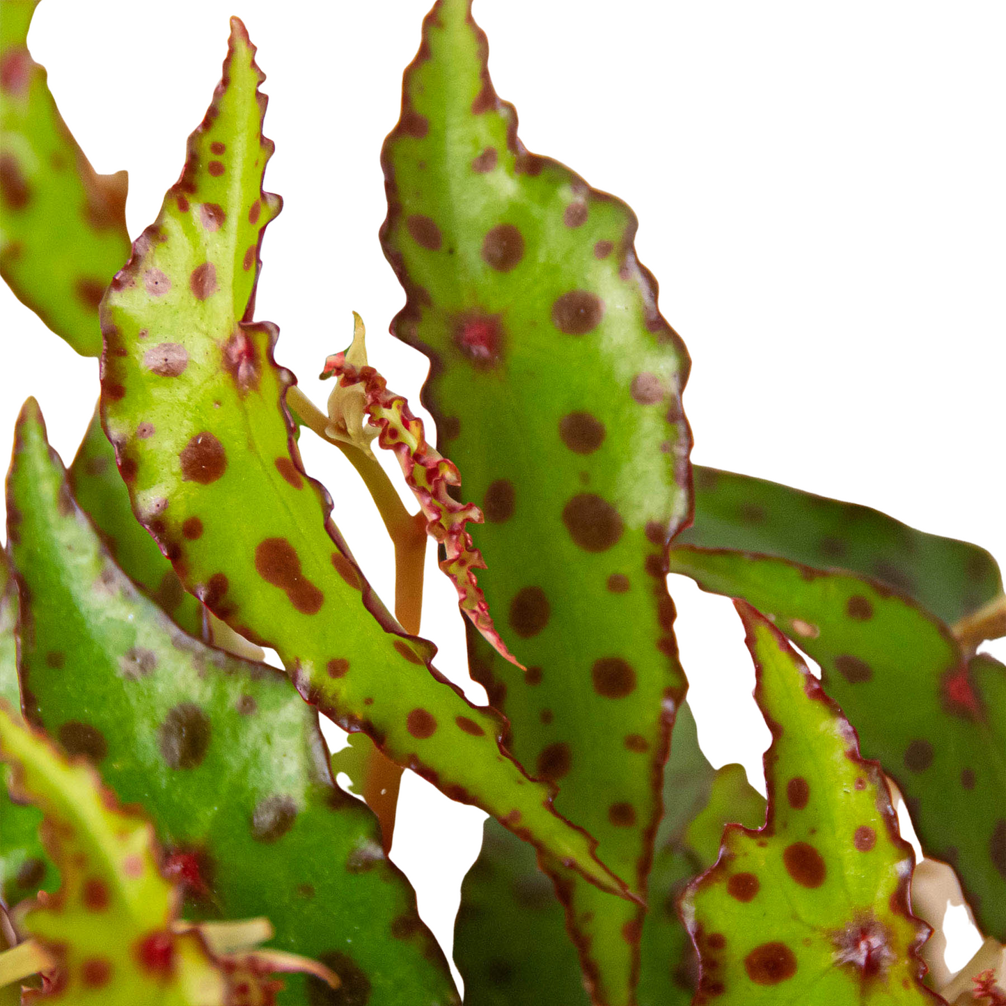 Begonia 'Pink Spotted'