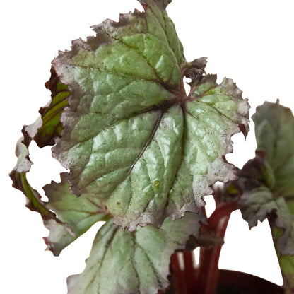 Begonia 'Rex' - 4 Pack Variety