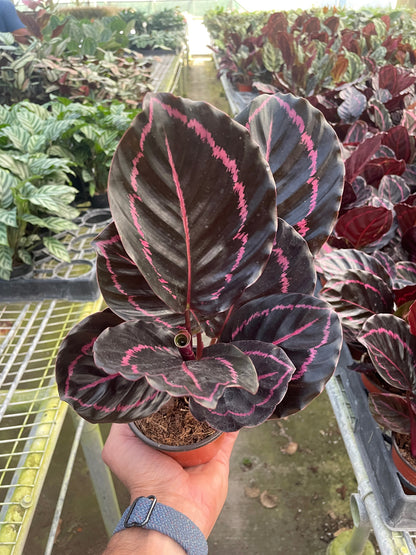 Calathea 'Dottie'