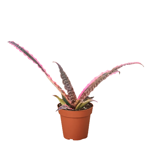 Cryptanthus 'Elaine'