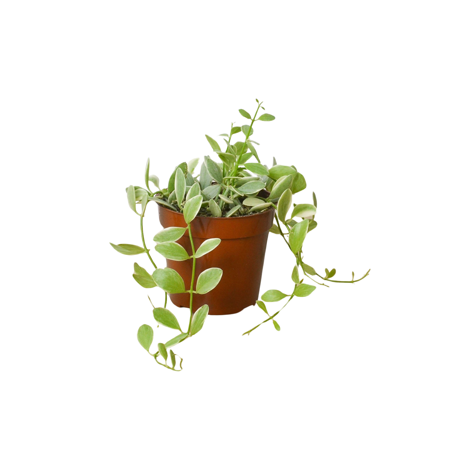 Succulent Dischidia Cascade