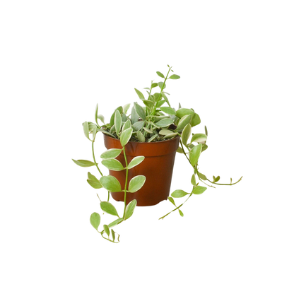 Succulent Dischidia Cascade
