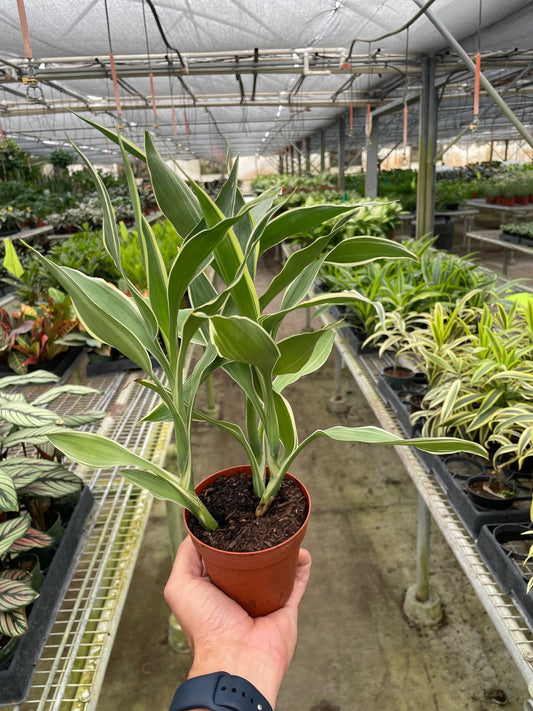 Dracaena 'Sanderiana'