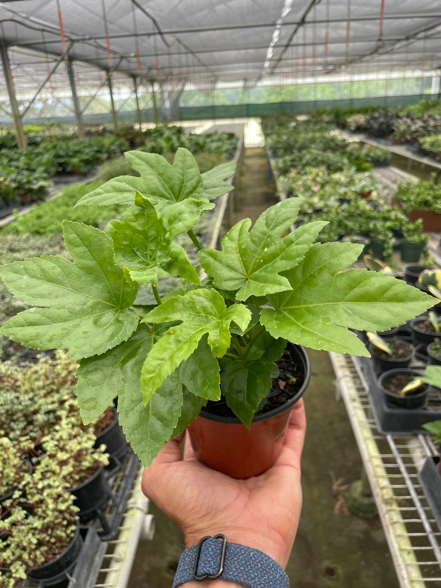 Fatsia 'Japonica'