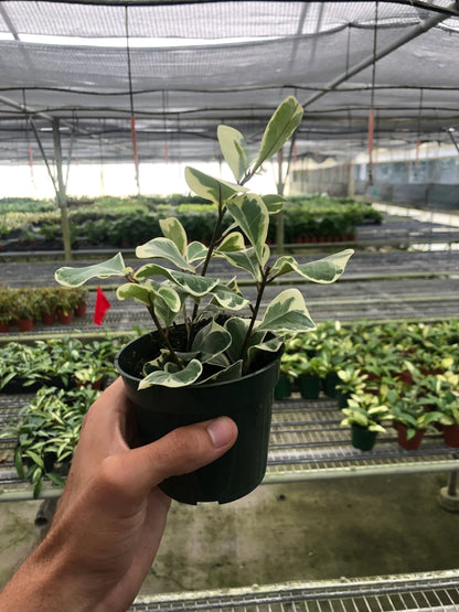 Ficus Elastica 'Triangularis' Variegated