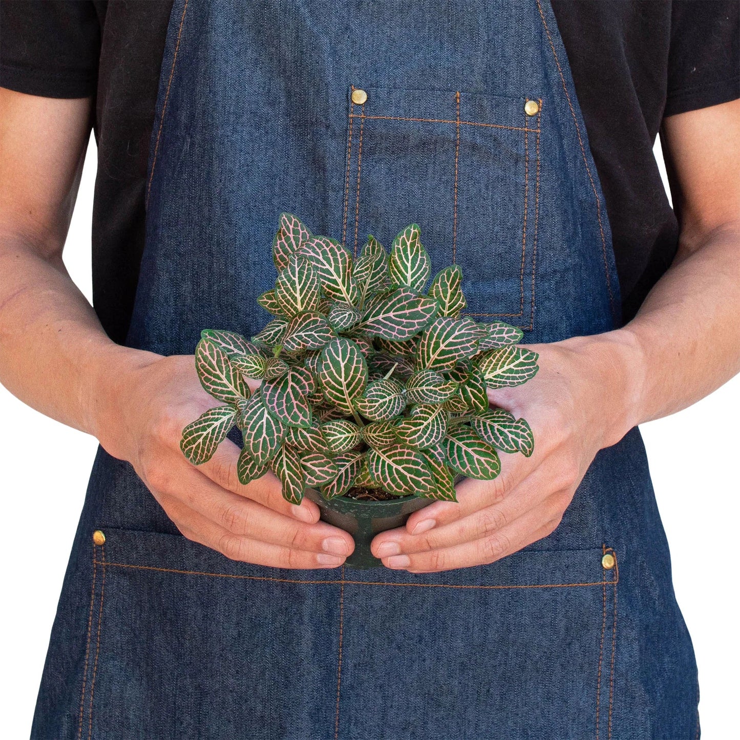 Fittonia 'Pink'