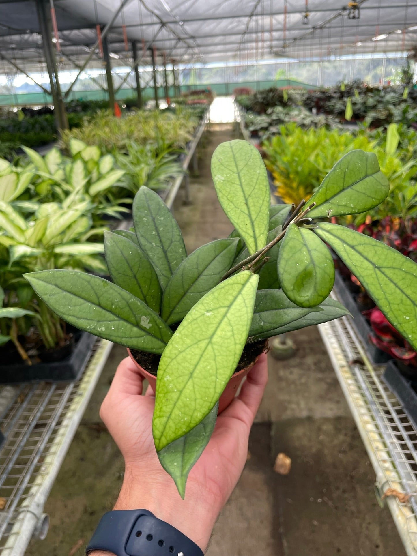 Hoya 'Crassipetiolata'