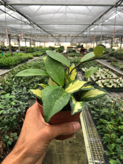 Hoya Carnosa 'Krimson Princess'