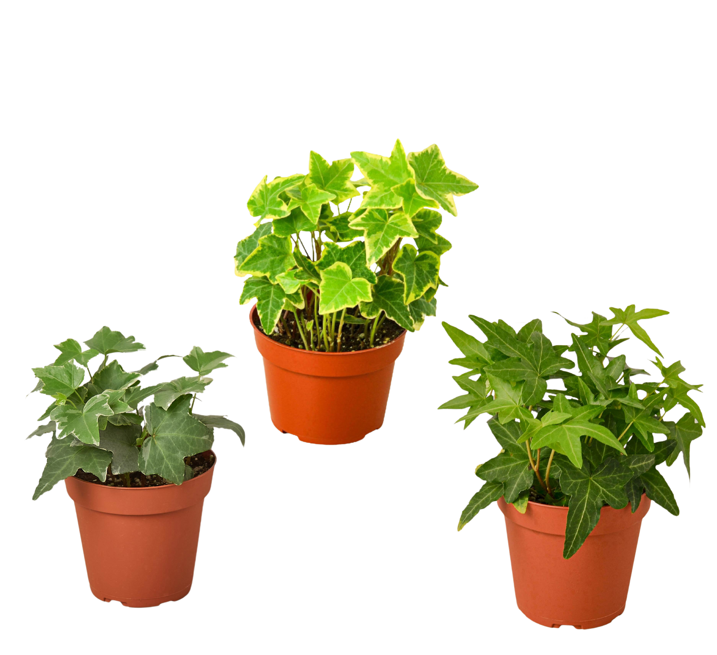 3 Different English Ivy Plants - 4" Pot - Live House Plant