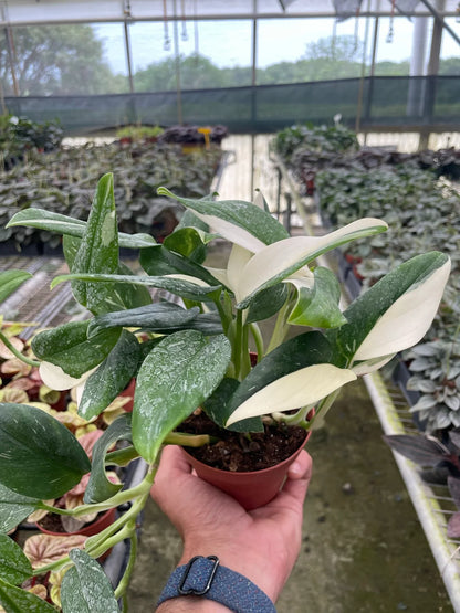 Monstera 'Standeleyana Albo Variegated'