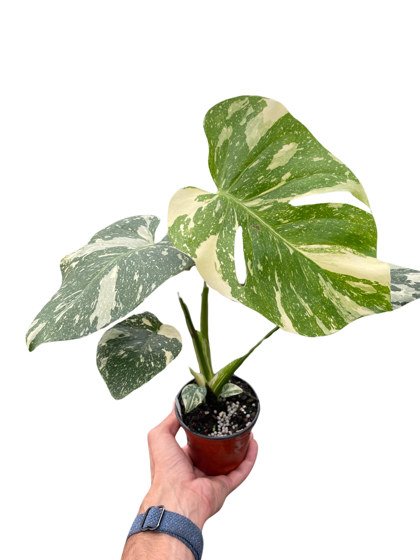 Monstera Thai Constellation