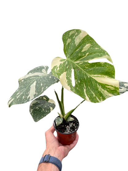 Monstera Thai Constellation