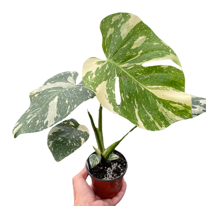 Monstera Thai Constellation