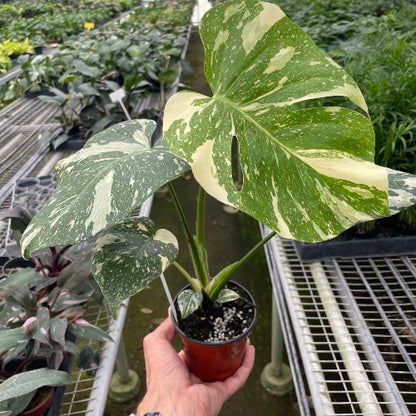 Monstera Thai Constellation