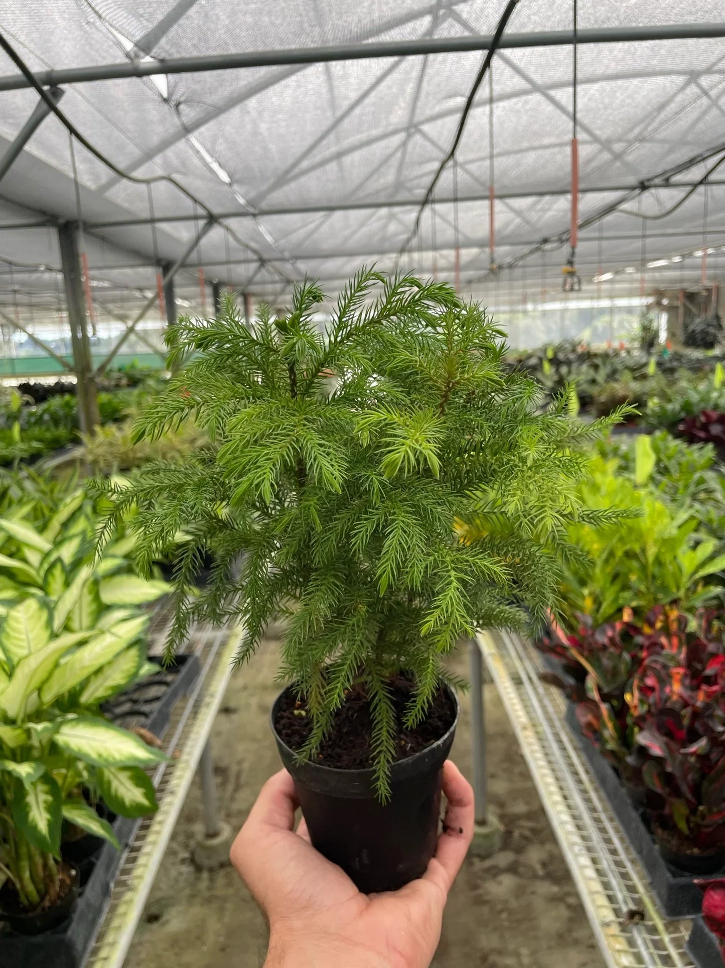 Norfolk 'Island Pine'