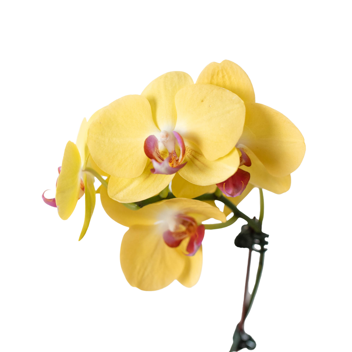 Orchid 'Yellow Phalaenopsis'