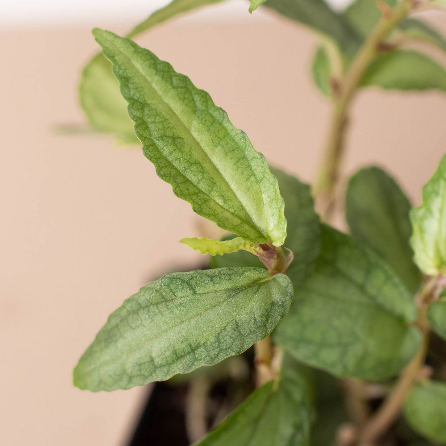 Pellionia Daveanna - 4" Pot