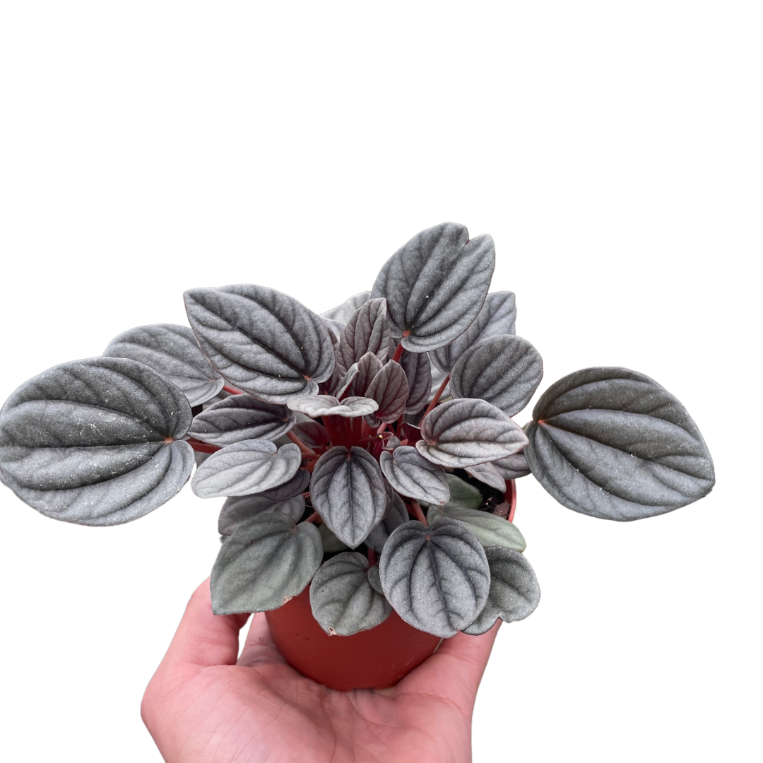 Peperomia 'Mendoza'