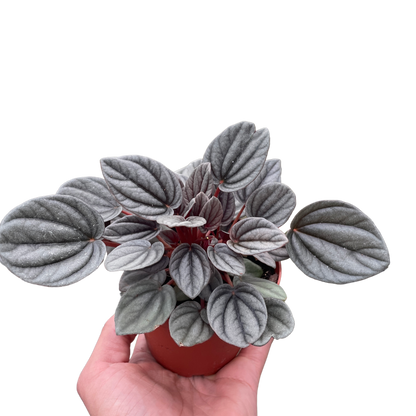 Peperomia 'Mendoza'