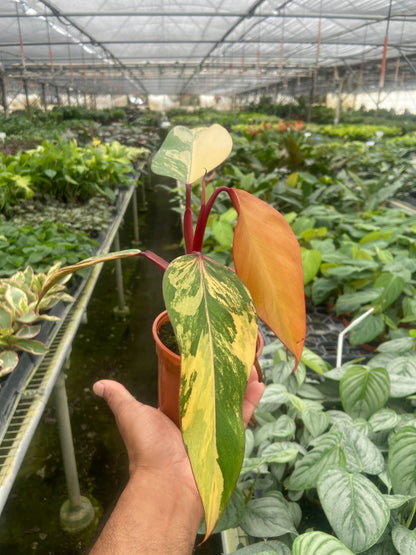 Philodendron Strawberry Shake