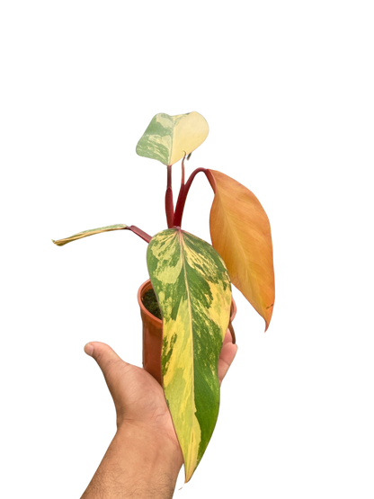 Philodendron Strawberry Shake