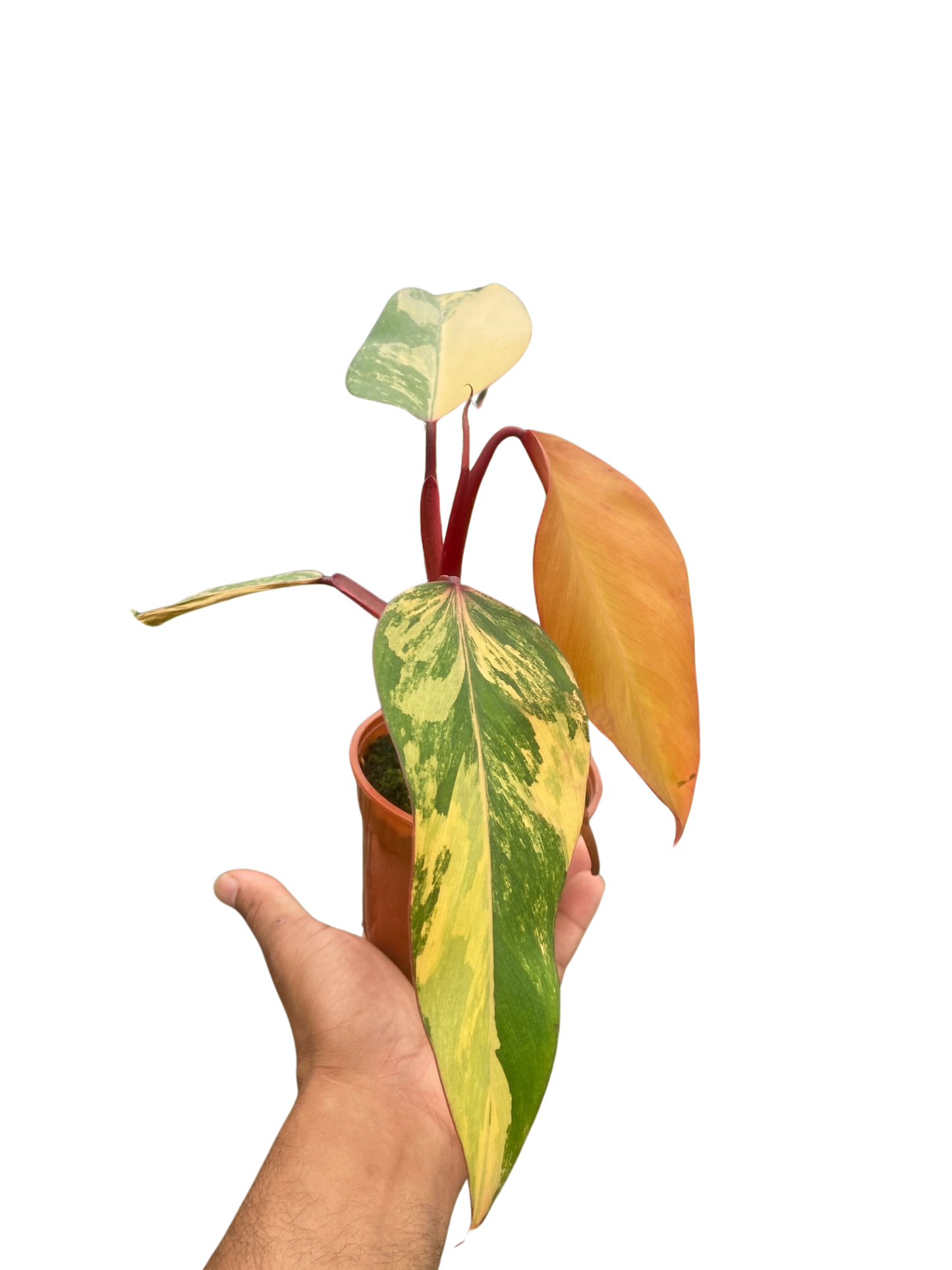 Philodendron Strawberry Shake