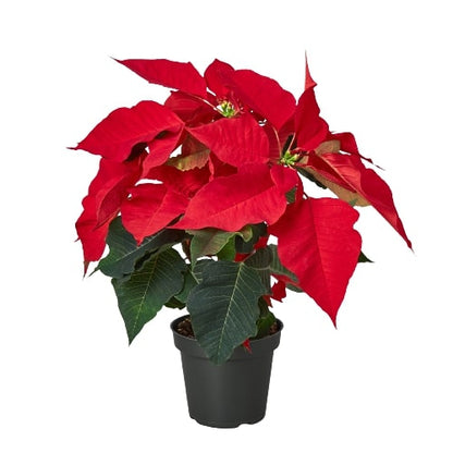 Poinsettia 'Red'