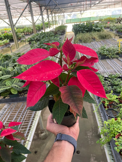 Poinsettia 'Red'