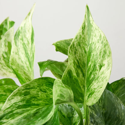 Pothos 'Marble Queen'