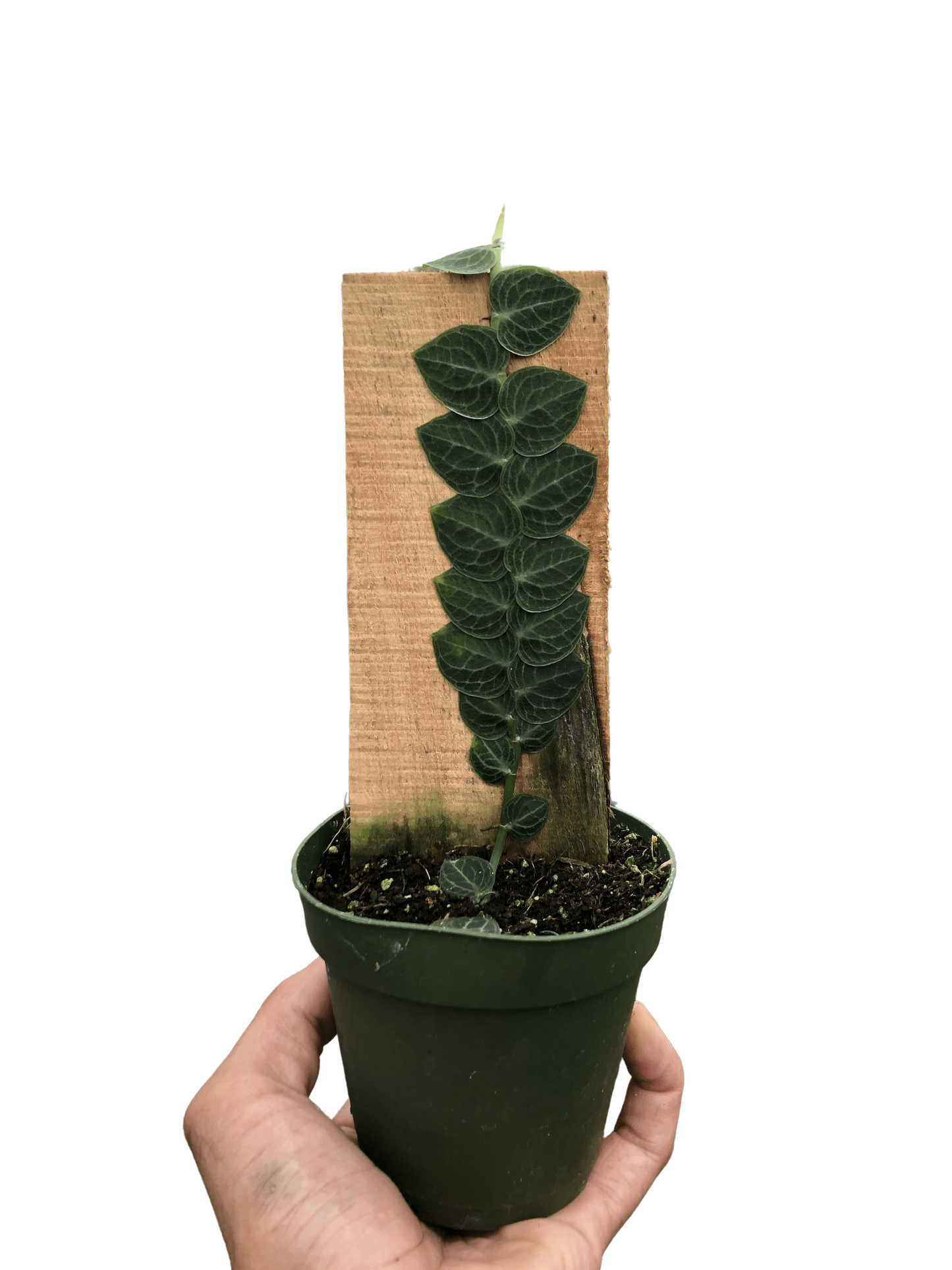 Rhaphidophora 'Cryptantha' (Shingle Plant)