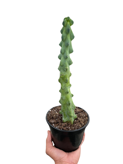 Boobie Cactus