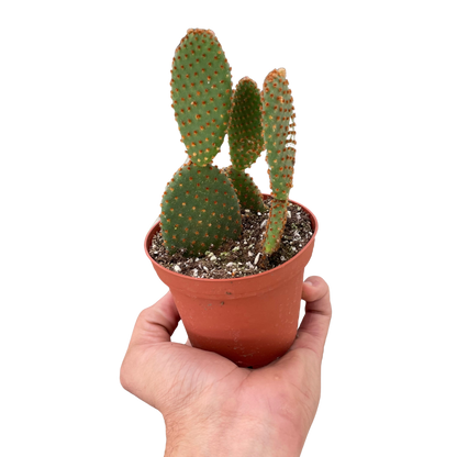Opuntia 'Microdasys' (Bunny Ear Cactus)