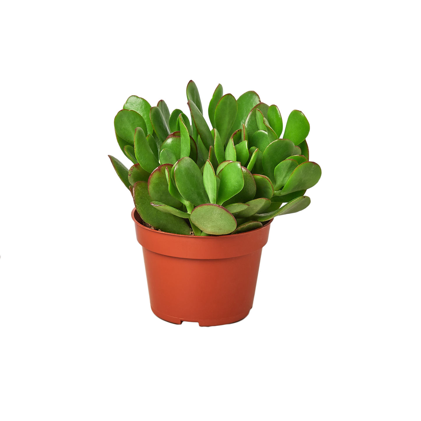 1 Succulent Monthly Subscription Box (1 Month)