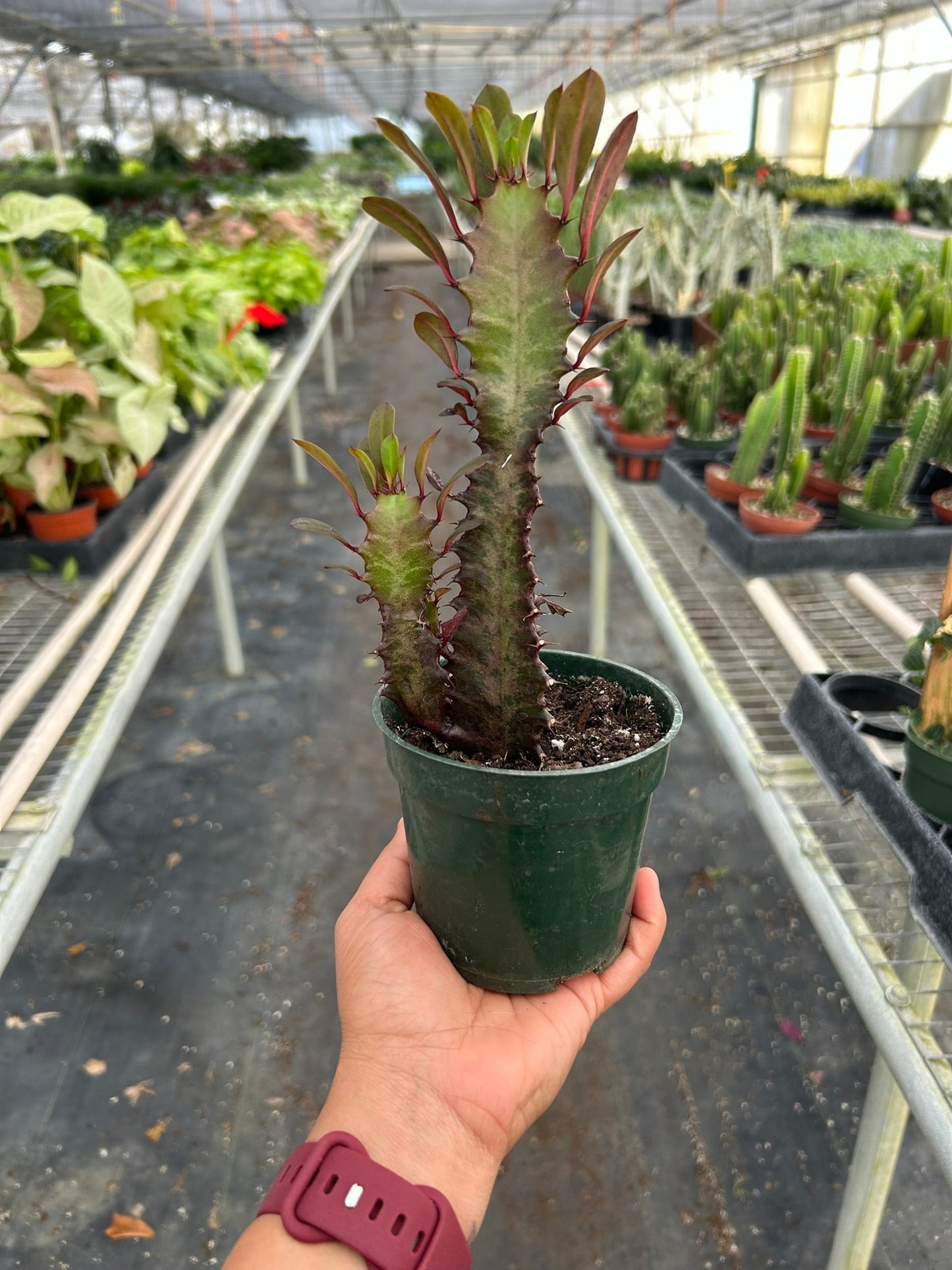 Succulent Euphorbia 'Trigona Rubra'