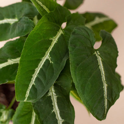 Syngonium wendlandii 'Black Velvet'