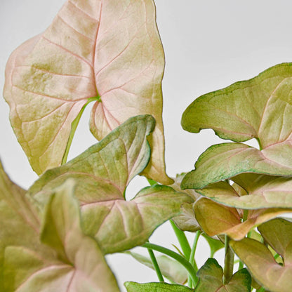 Syngonium Strawberry