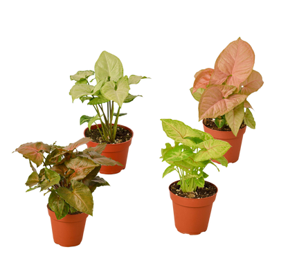 4 Different Syngonium Plants - Arrowhead Plants / 4" Pot / Live Plant