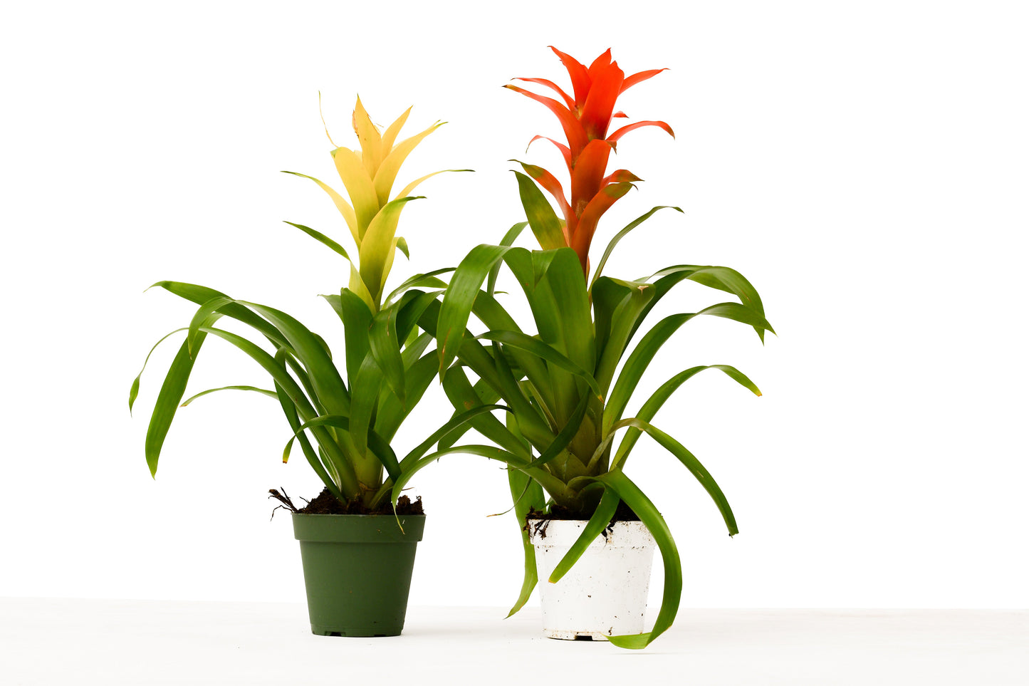 2 Guzmania Bromeliads - 4" Pots