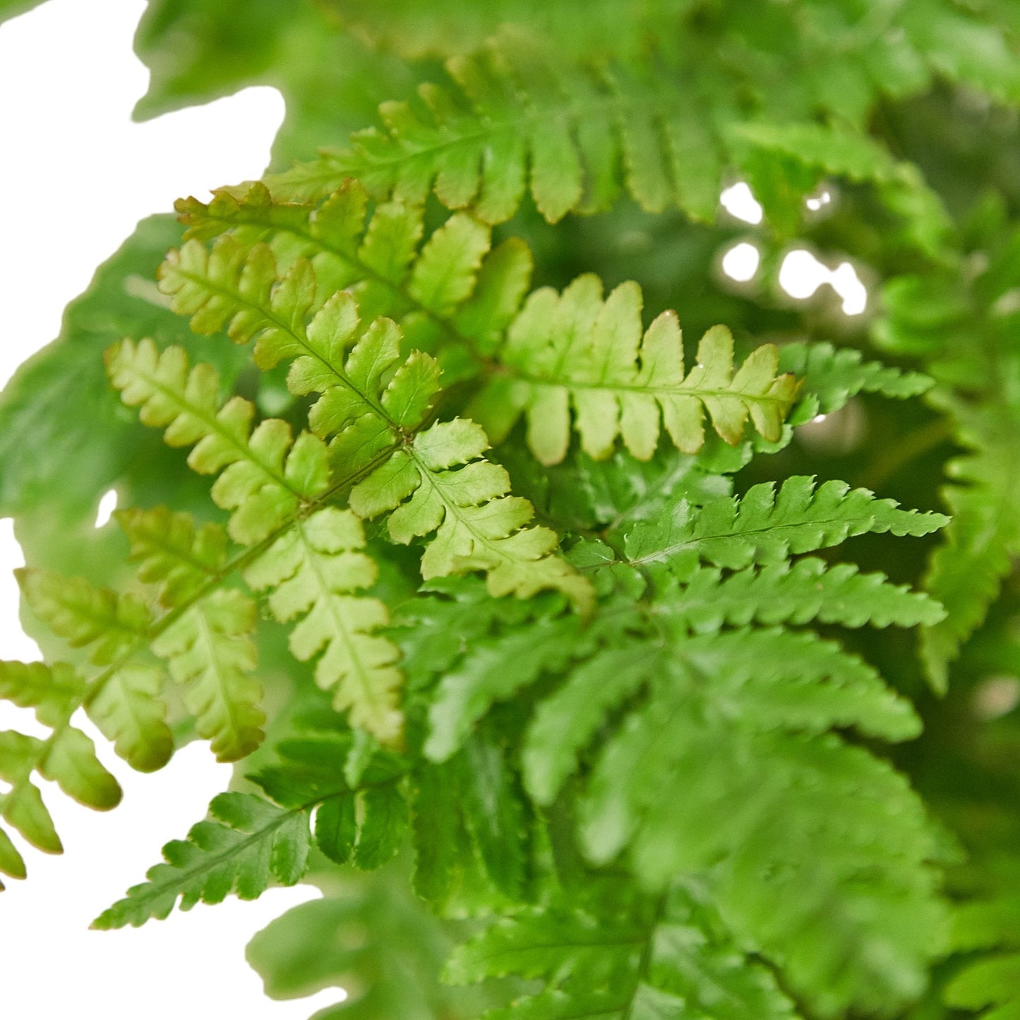 'Autumn' Fern