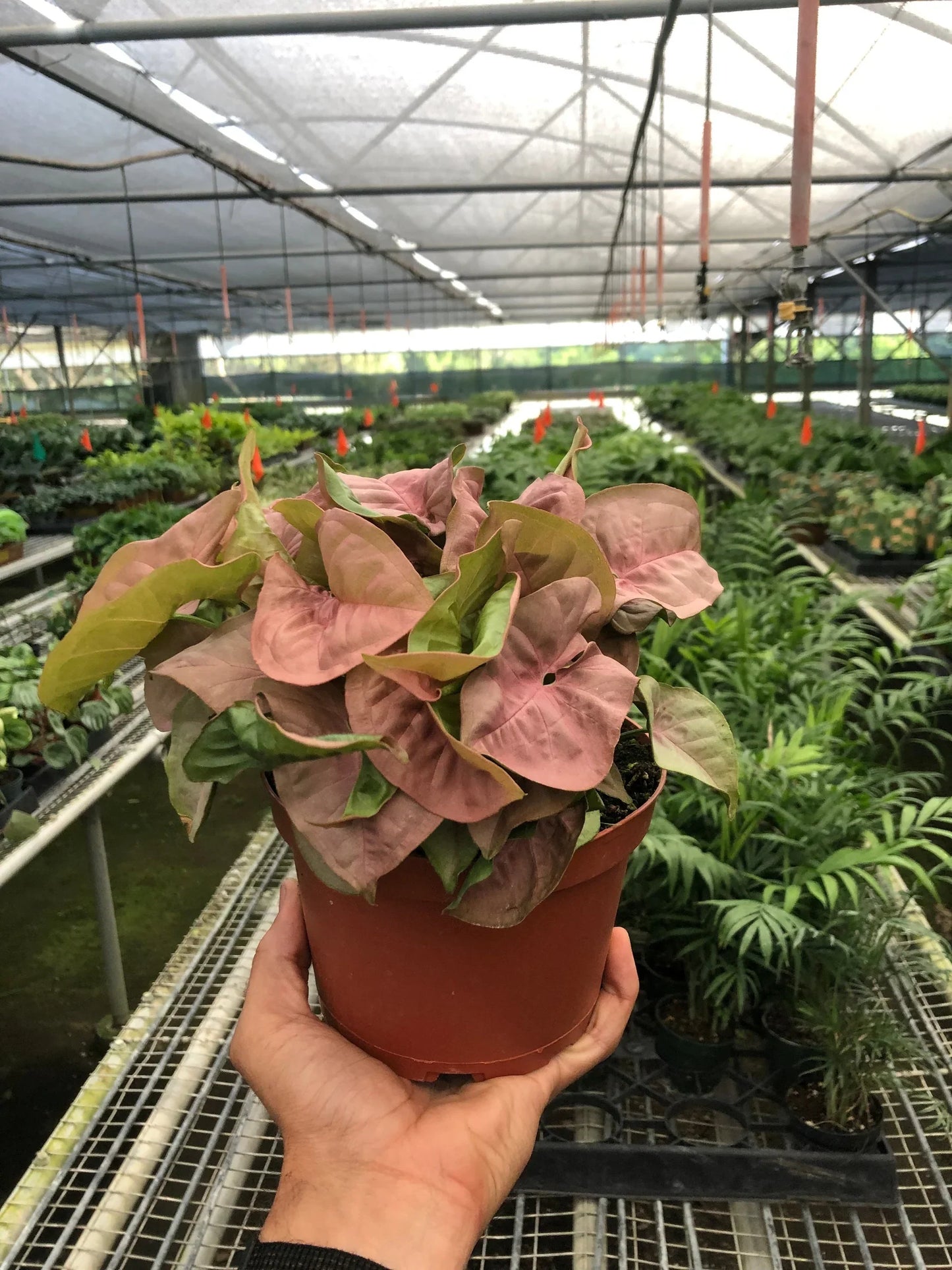 Syngonium Strawberry