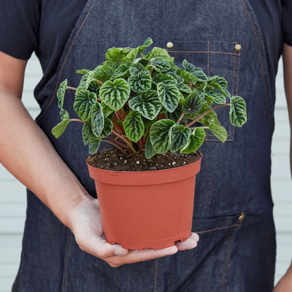 Peperomia 'Ripple'