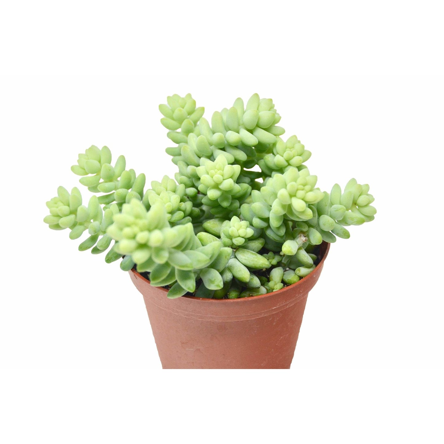 Sedum 'White Stone Crop' Succulent