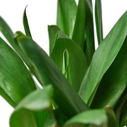 Cordyline Glauca