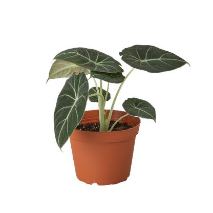 Alocasia Reginula 'Black Velvet'