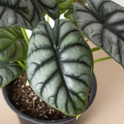 Alocasia Silver Dragon