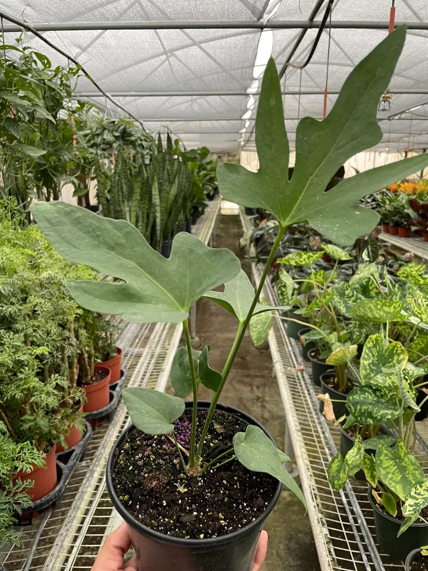 Anthurium 'Lacy Plant'