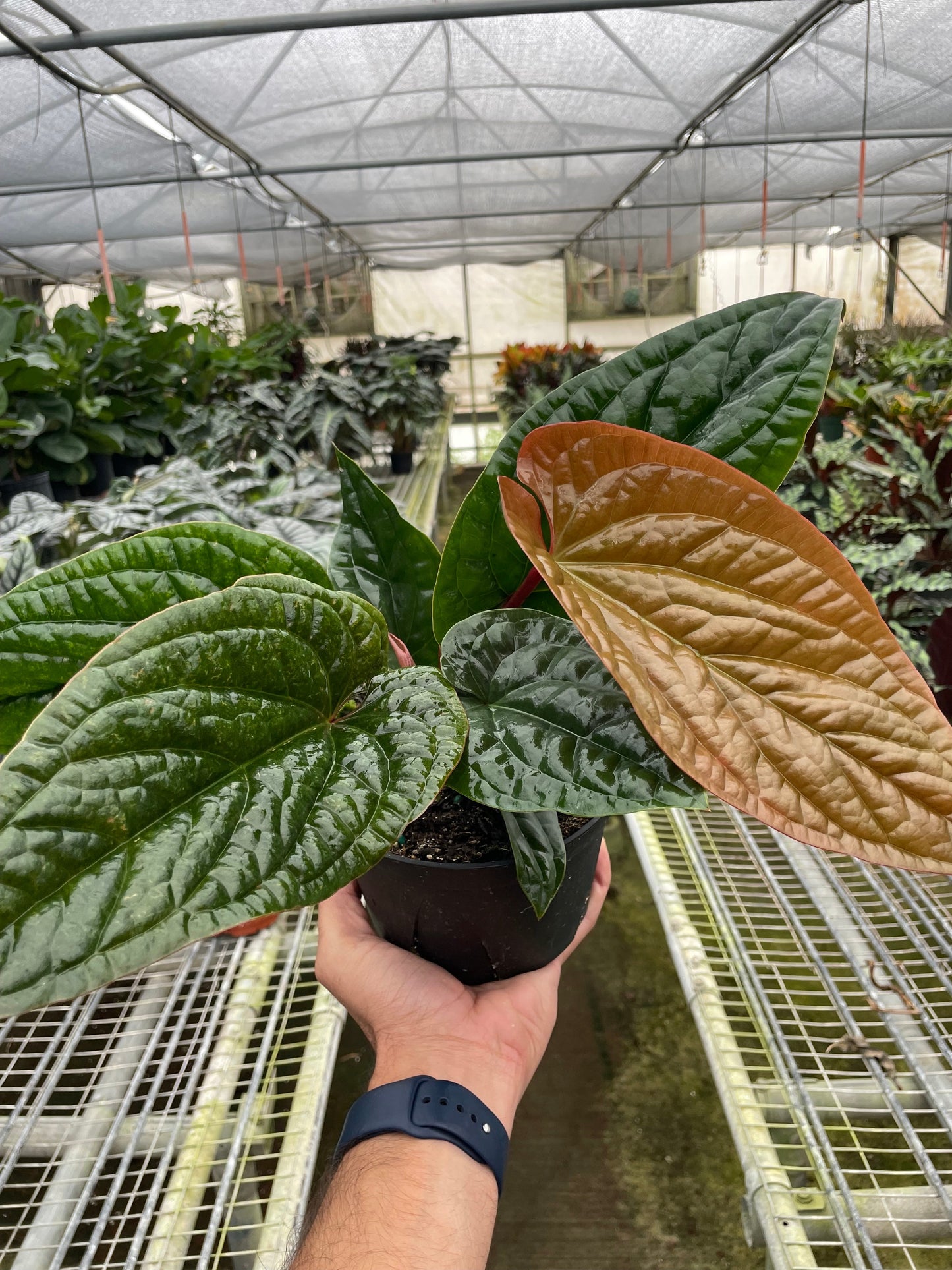 Anthurium 'Radicans x Luxurians'