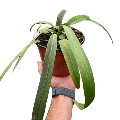 Anthurium 'Vittarifolium'