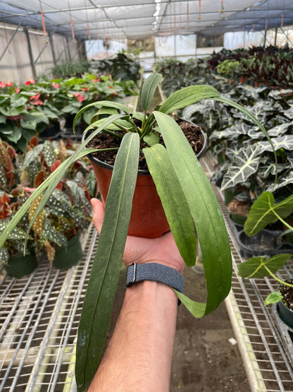 Anthurium 'Vittarifolium'