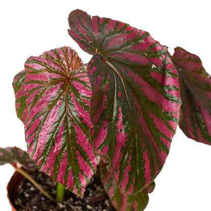 Begonia 'Exotica'